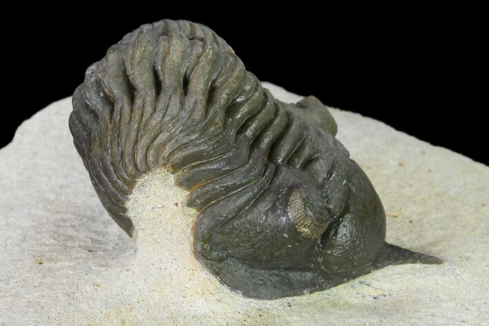 Morocconites Trilobite - Ofaten, Morocco #137922